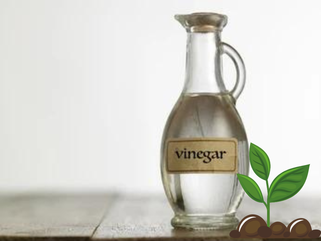 Can I Use Vinegar in Hydroponics