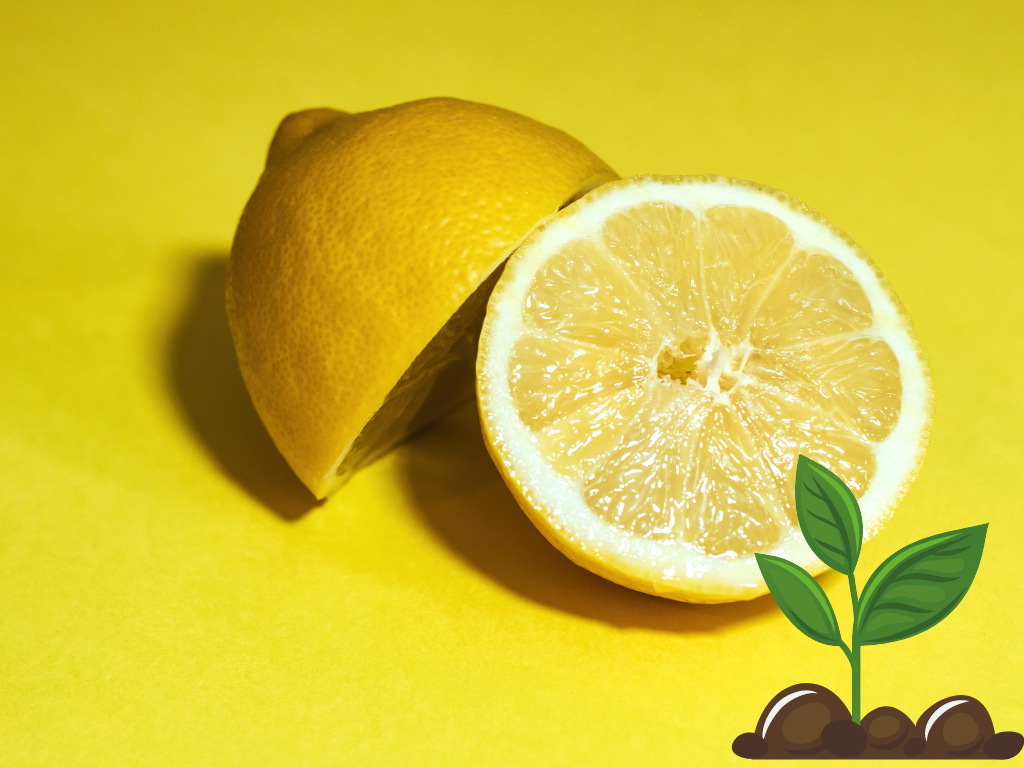 Can You Use Lemon Juice in Hydroponics